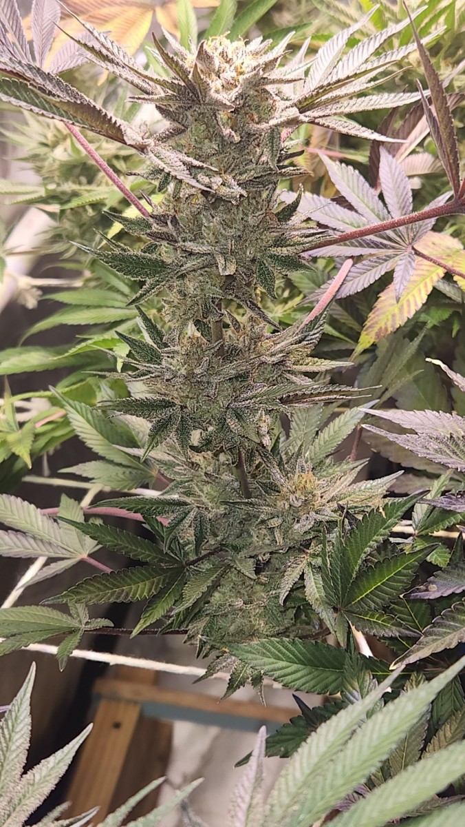 1652745408016445991103989468197