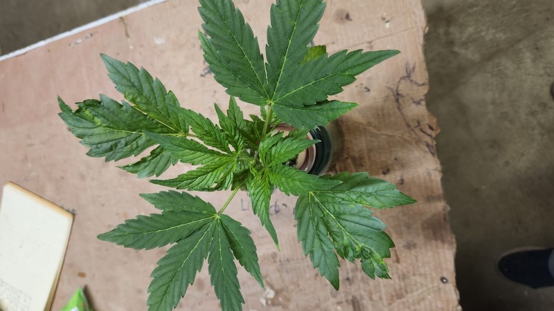 165274599969898983766766855251