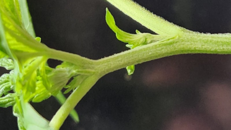 16528117997925283917411843756754