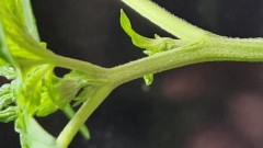 16528117997925283917411843756754