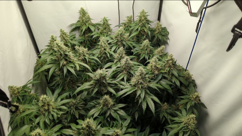 IMG_20220518_124602_453