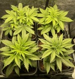 A1AF823D-87F9-46CE-B723-0EEEF5F69634