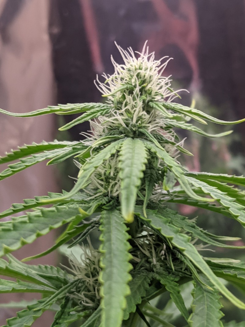 PXL_20220522_222804550