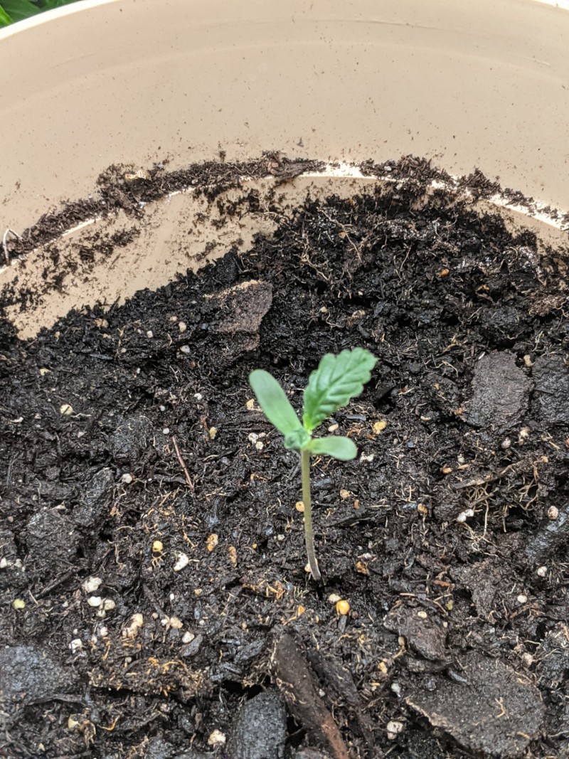 PXL_20220522_222939527