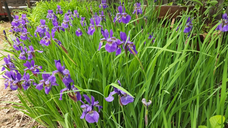 16535035487815694486793773505321