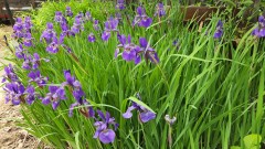 16535035487815694486793773505321