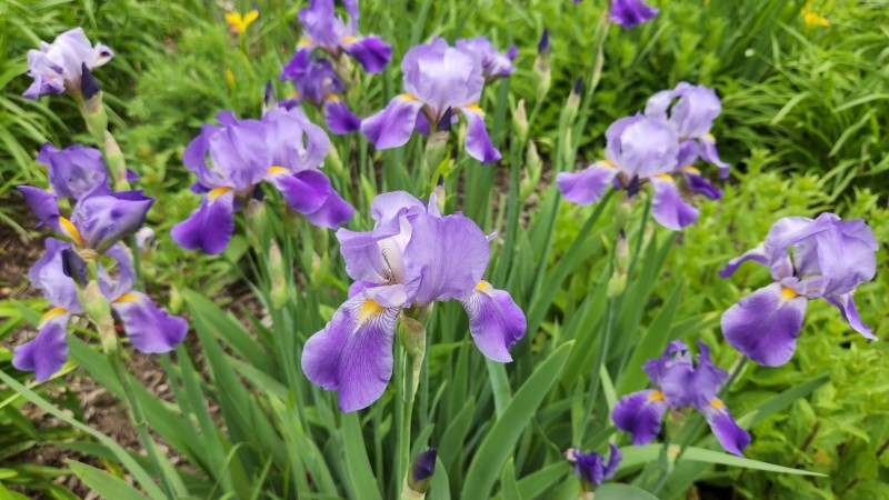 16535040878526969637261596481109