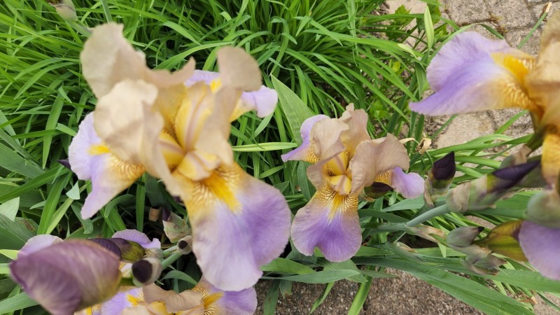 16535043473052660163872176314455