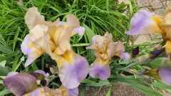 16535043473052660163872176314455