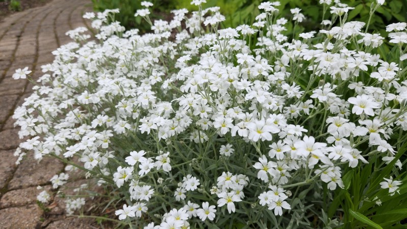 16535044395603347371623776351600