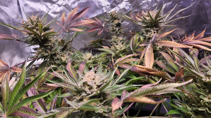 16535048288397226169740830069282