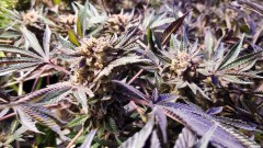 16535049585618521537436841789824