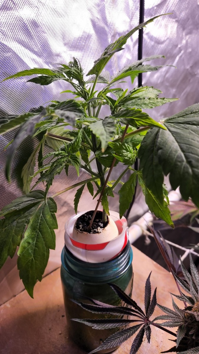 16535050463344411248530250384962