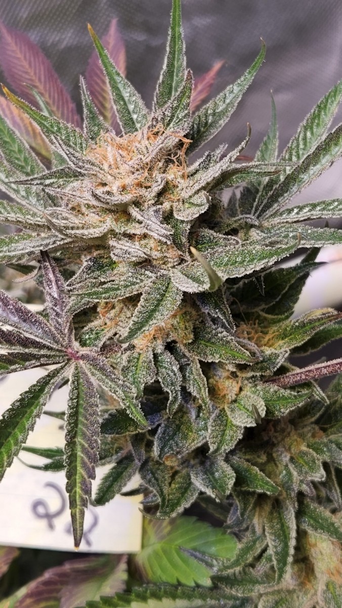 16535055563888907589893221196456