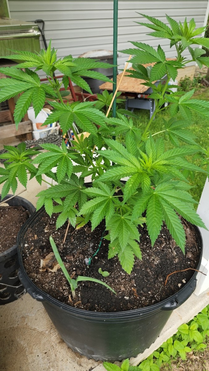 16535067729511505023428529582710