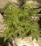 4017AB1A-1BBD-485D-BB67-E389A39A2D42