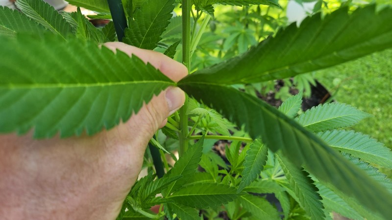 16538395032963544134036807197498