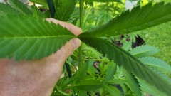 16538395032963544134036807197498