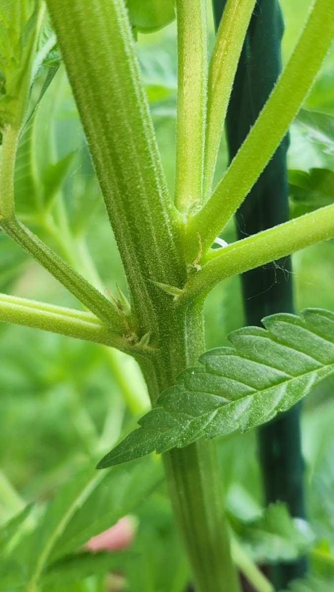 16538403357471269087790253595190