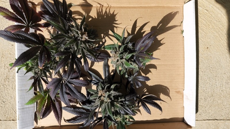 16538568368002031433321000955500