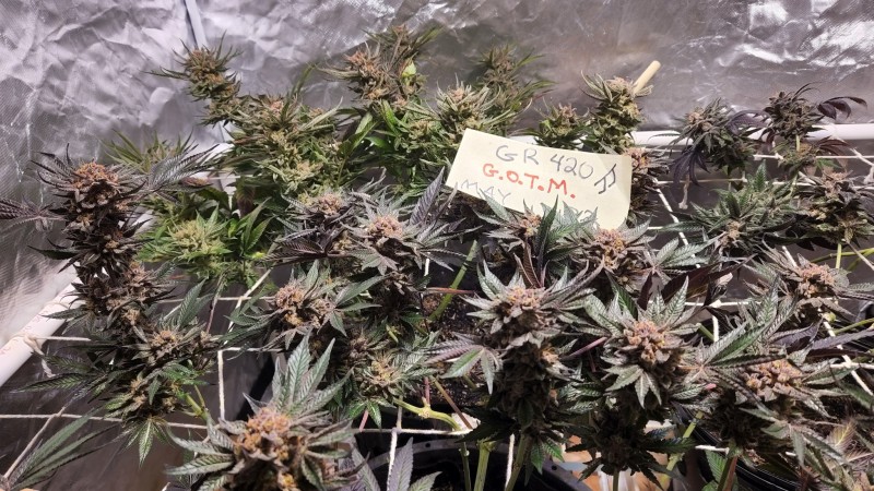 16538653523993306437279136012071