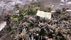 16538653523993306437279136012071