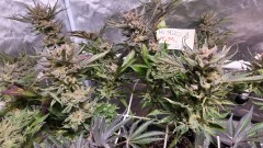 16538654938113628386286798597763