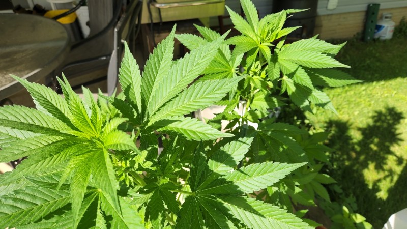 16542068886973968320539612257430