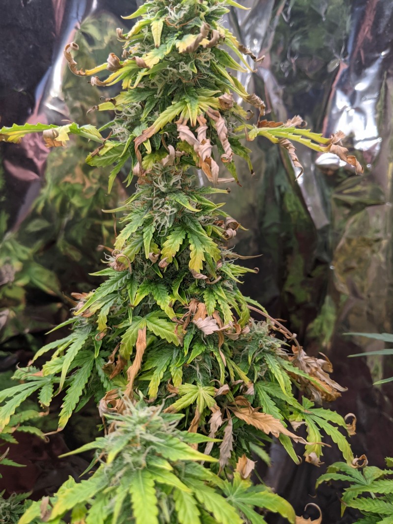 PXL_20220602_205812547