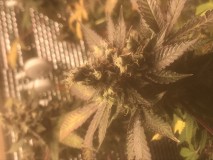 43ED7195-9B48-4EDE-A7E9-3DB5C5765554