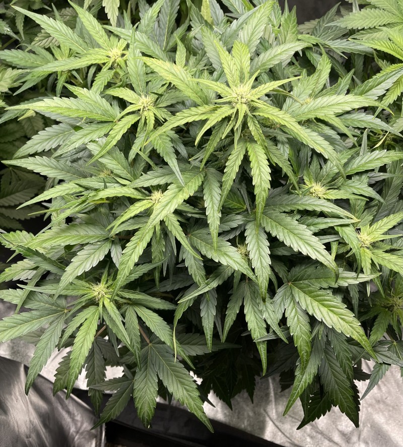 DE700254-7A96-48A6-B0DD-DDCADE25021B