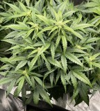 DE700254-7A96-48A6-B0DD-DDCADE25021B