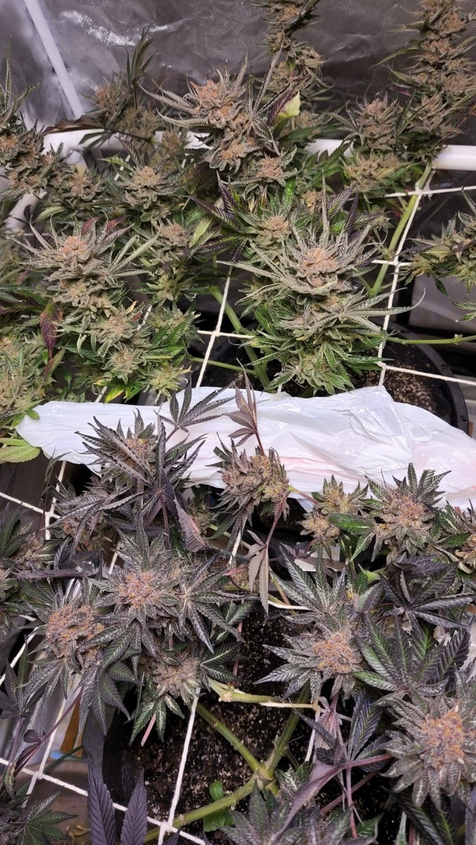 16544786691082749629031598341367