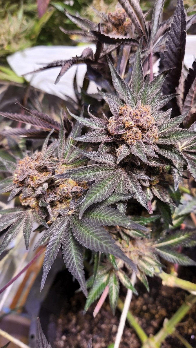 16544789305258778998278235581726