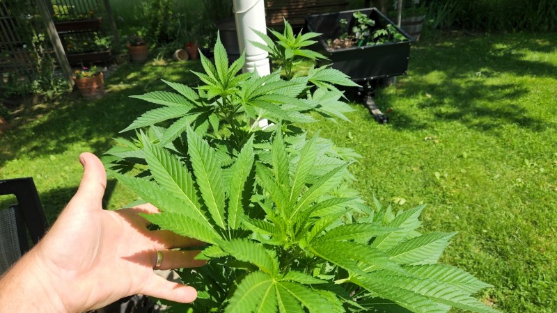 16545448981927452235481658626961