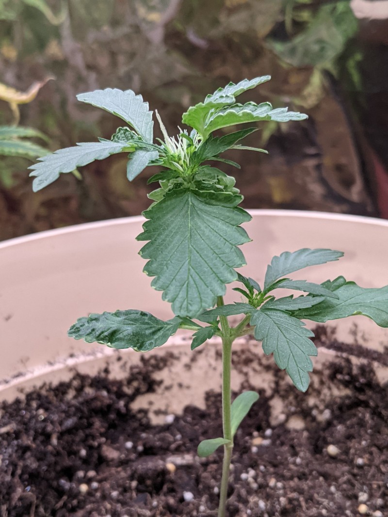 PXL_20220605_220746059