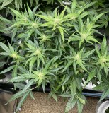 46159868-7CF4-4054-BD04-1C849CD174EA