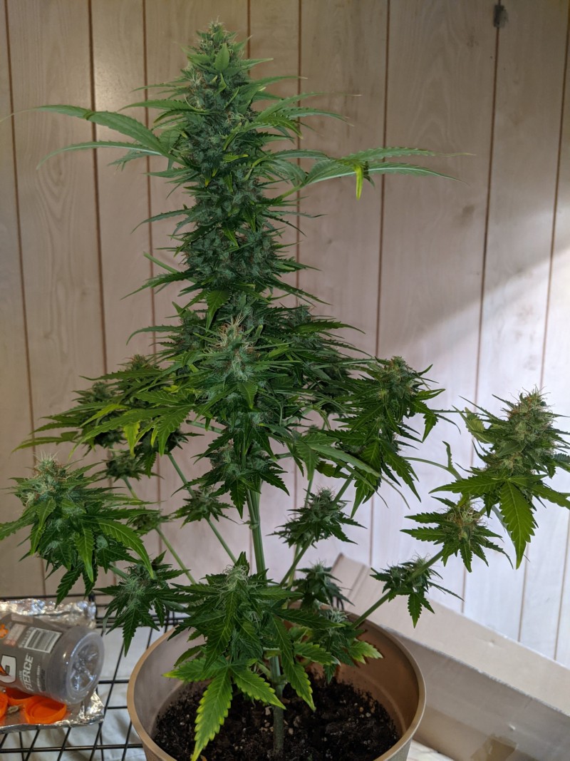 PXL_20220605_222635909