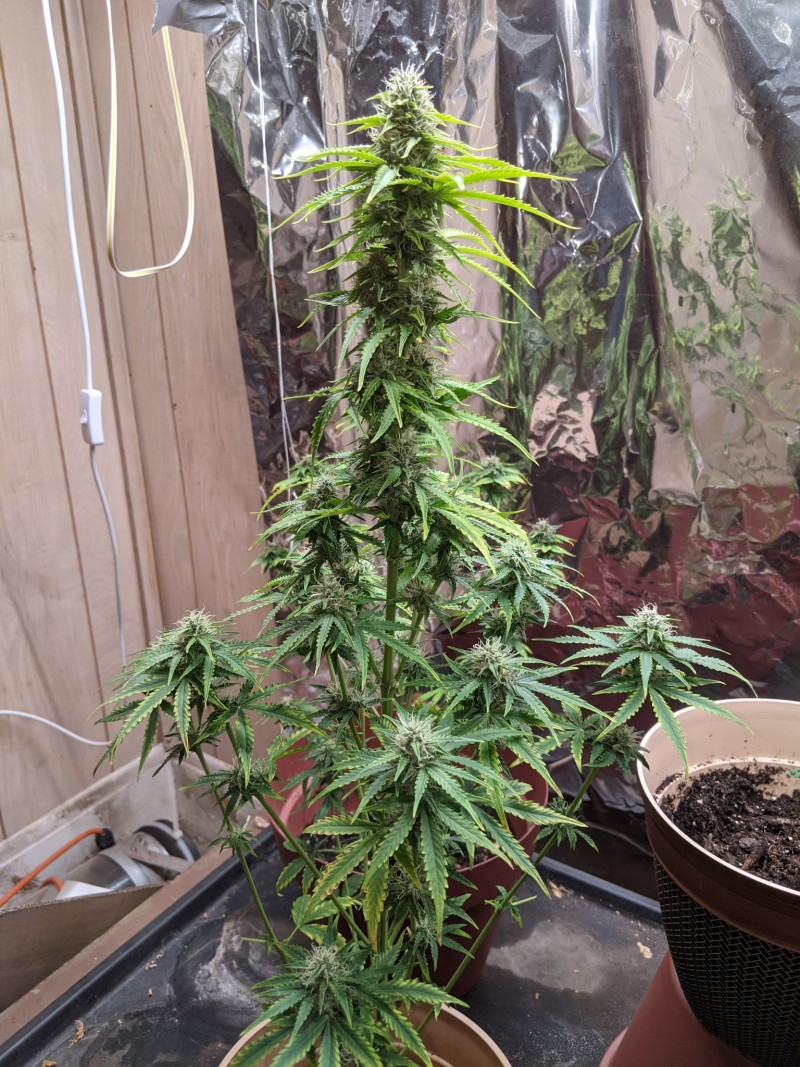 PXL_20220605_222202844