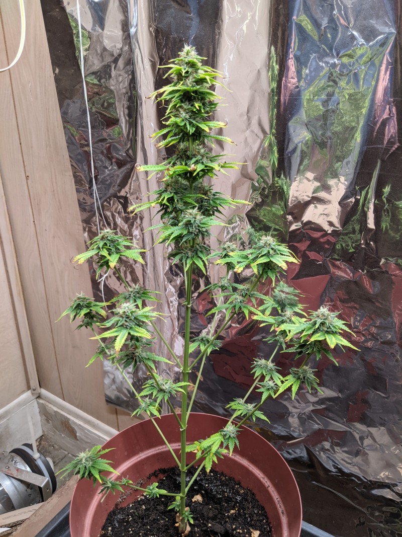 PXL_20220605_221550118