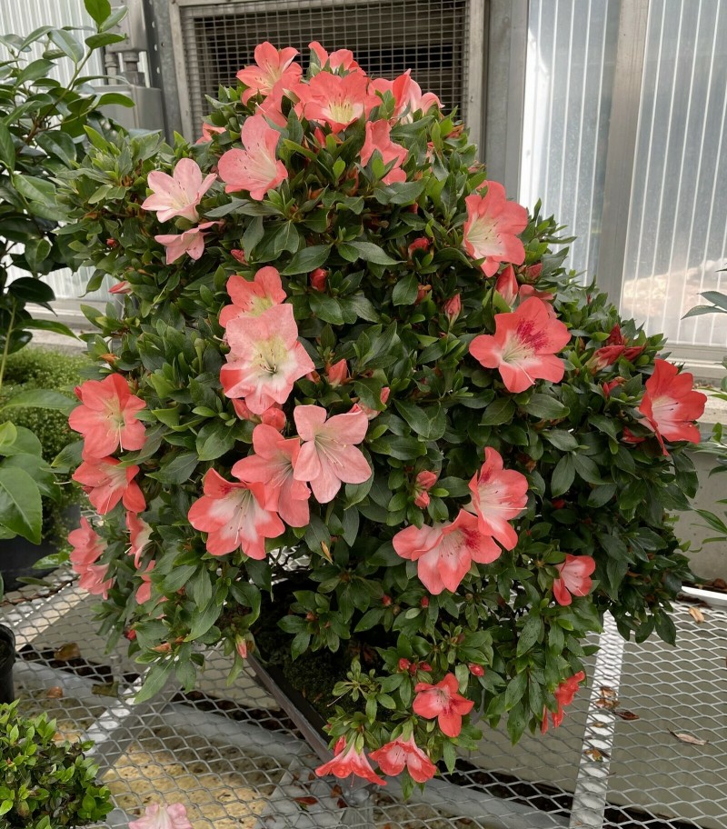 D1333A2C-8AA6-47EB-BB77-79479D639AAF