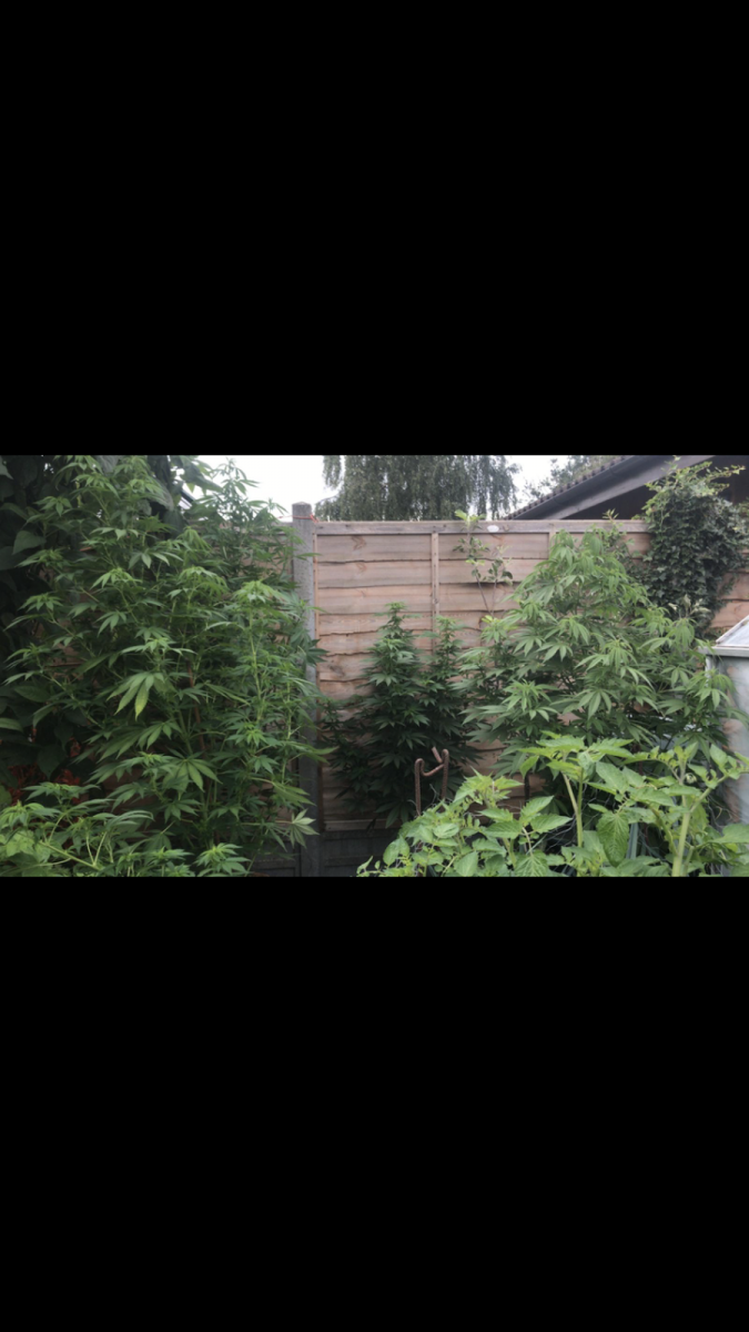 A1936DCA-318F-4C11-82A1-327E0CEDCED0