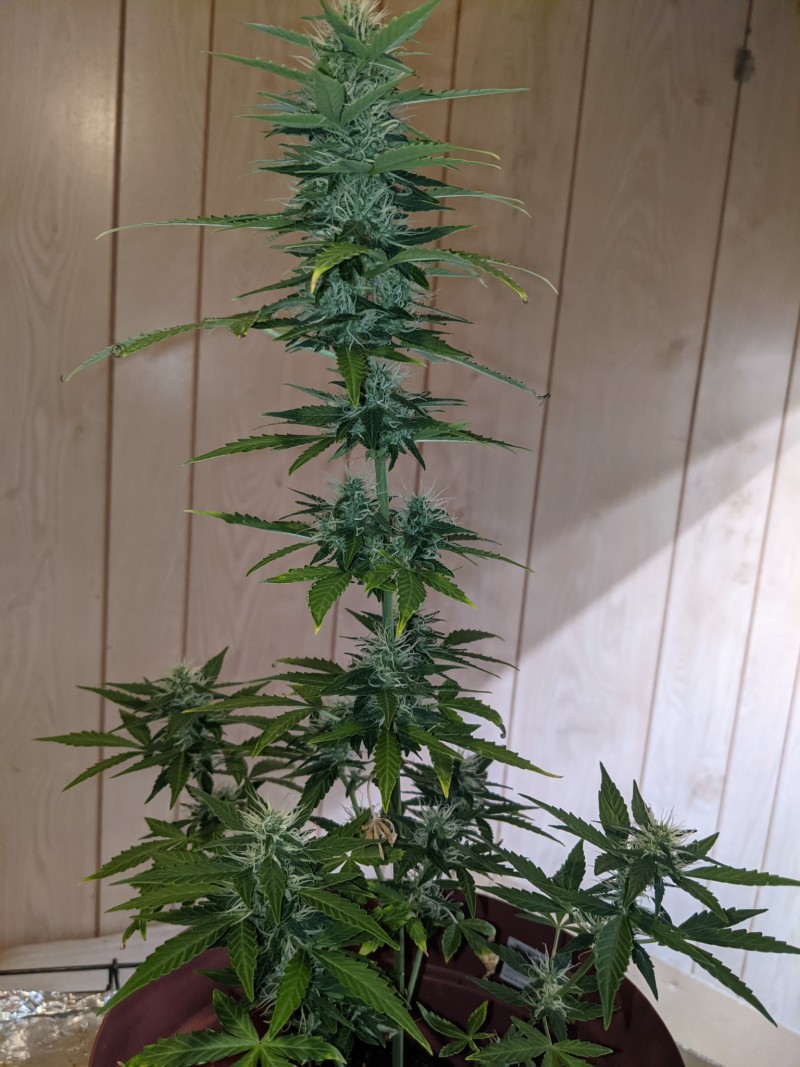 PXL_20220612_231907586