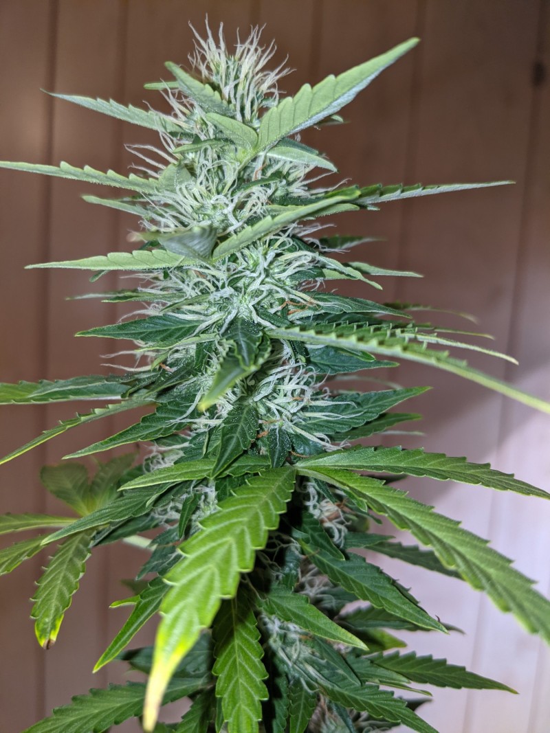 PXL_20220612_231913834