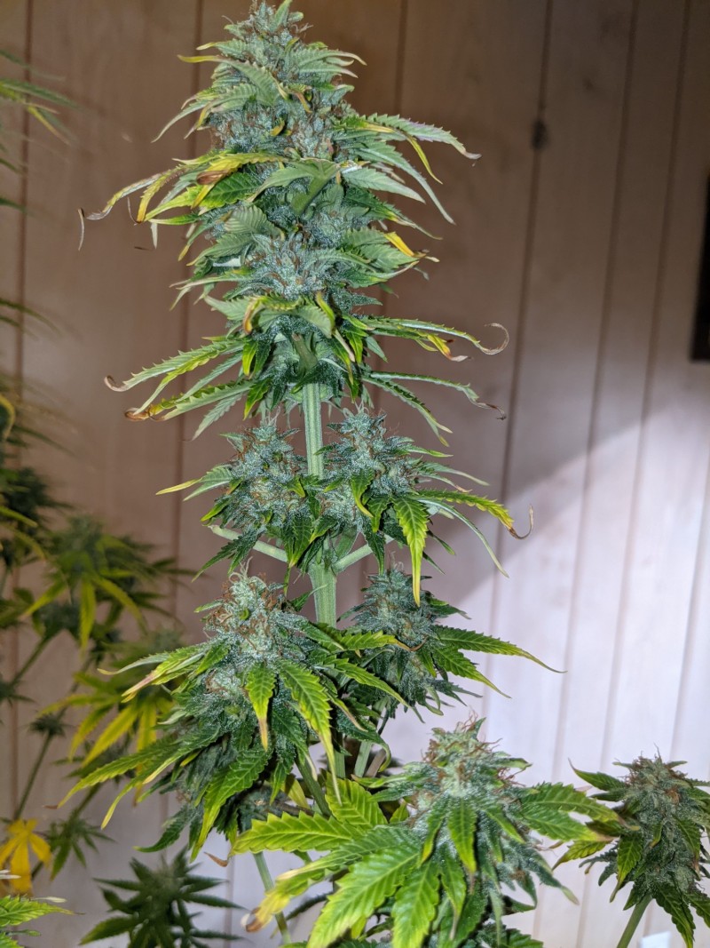 PXL_20220612_232526836