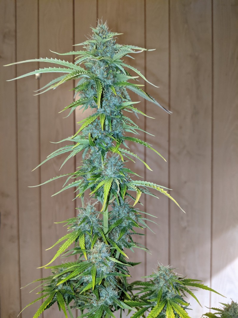 PXL_20220612_232919808