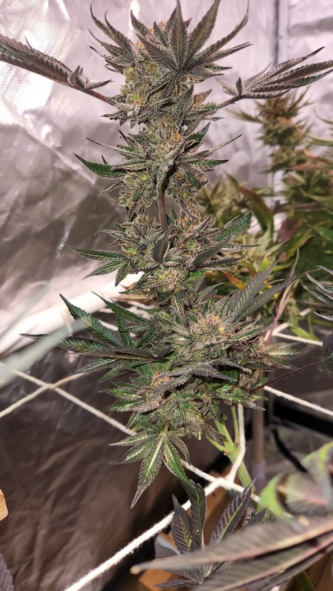 16551688267239183852448680826366