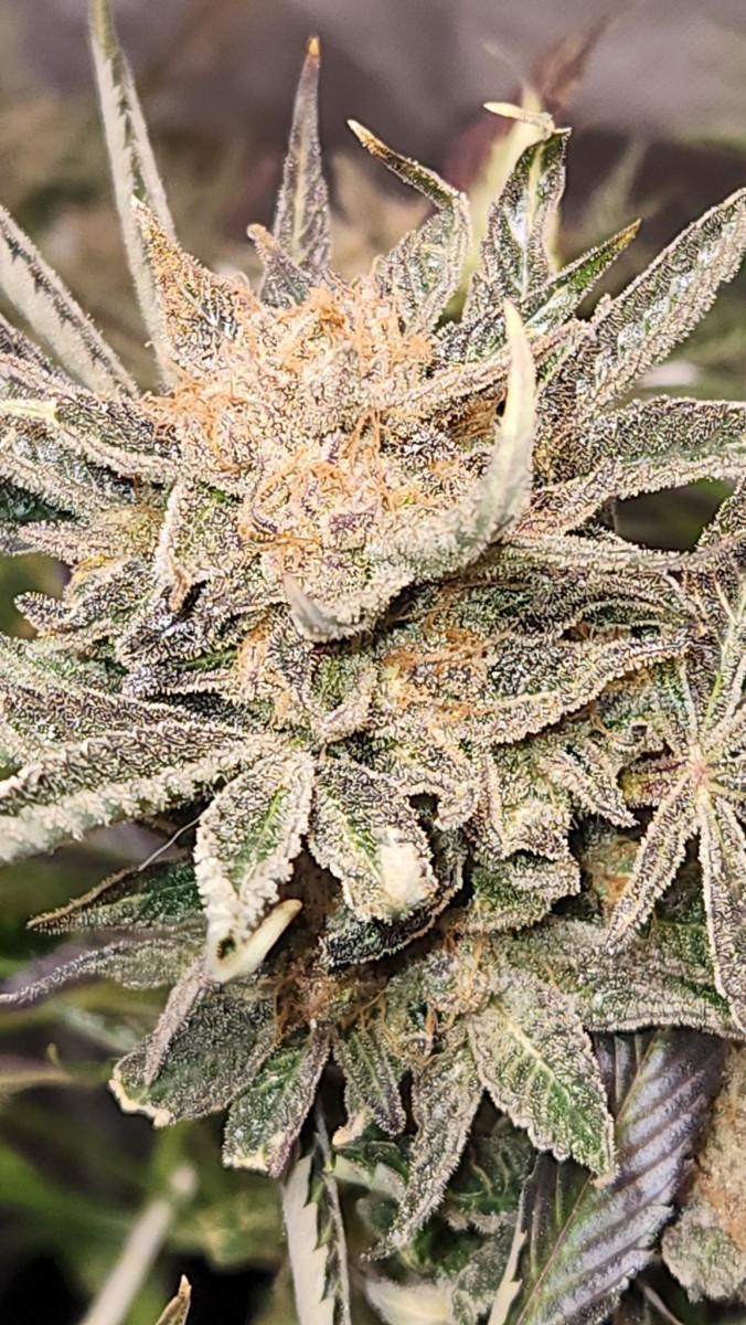 16551689068706295839908675397748