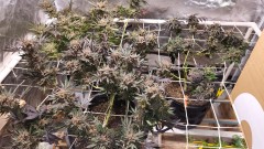 16551689505085060363267777159481