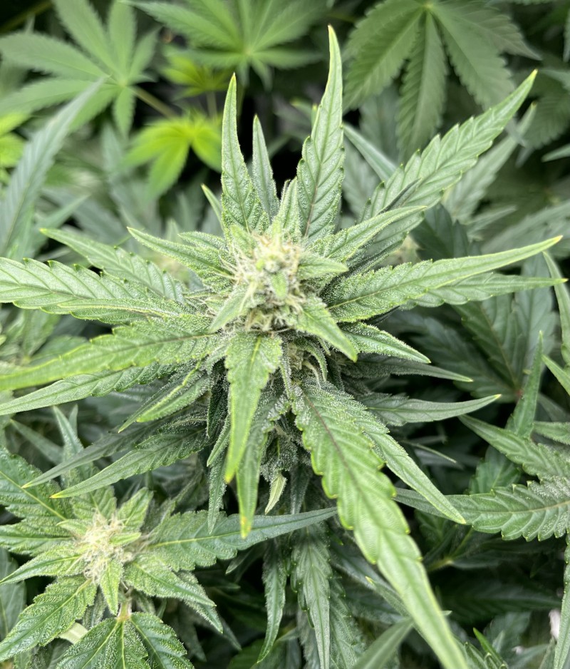 8F77973A-E3B2-4A50-A1E4-A81BF141F2D8